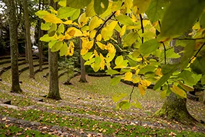 Fall foliage in outdoor amphitheater